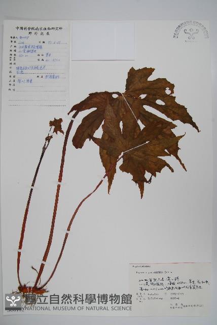 掌裂葉秋海棠藏品圖，第1張