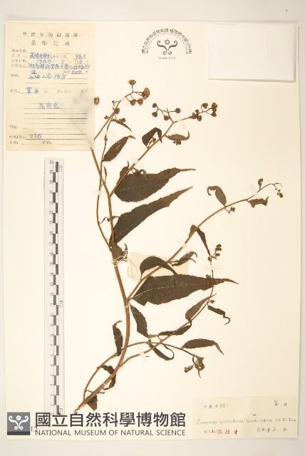 蔓黃菀藏品圖，第1張