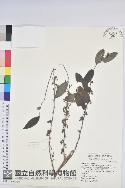 裡白饅頭果藏品圖，第1張