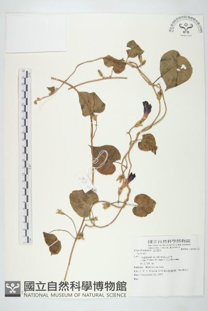 登錄號:S080112藏品圖，第1張