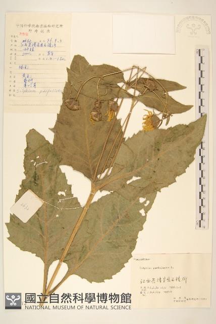 串葉草藏品圖，第1張