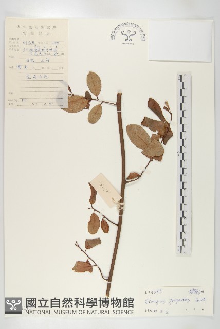 角花胡頹子藏品圖，第1張