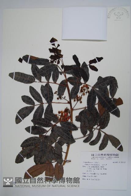 巴西乳香藏品圖，第1張