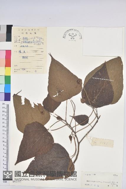 尾葉血桐藏品圖，第1張