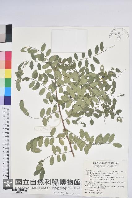 多花油柑、白仔藏品圖，第1張