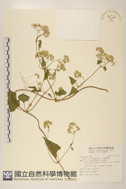 小花蔓澤蘭藏品圖，第1張