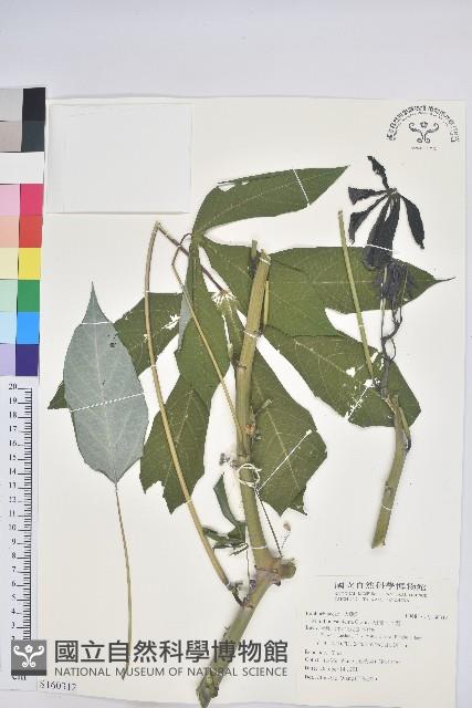 樹薯、木薯藏品圖，第1張