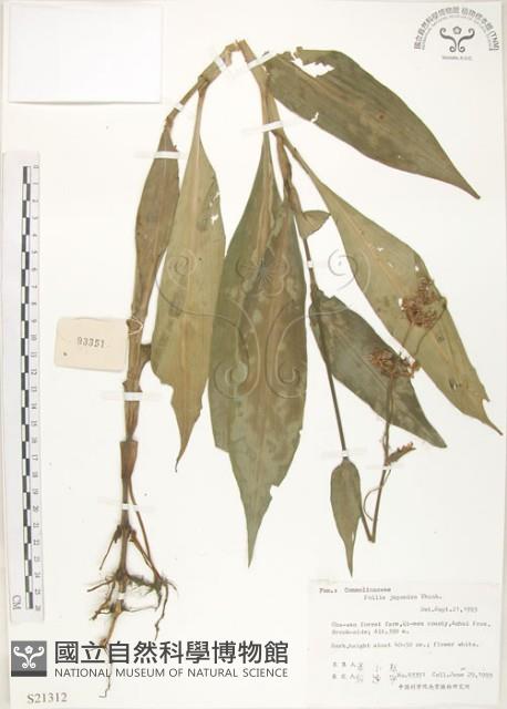 杜若藏品圖，第1張