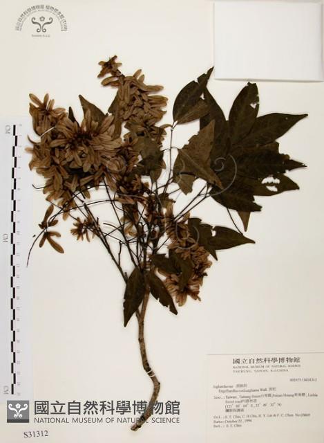 黃杞藏品圖，第1張