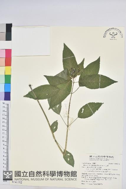 山靛藏品圖，第1張