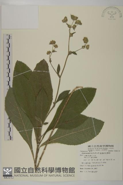 地膽草、毛蓮菜藏品圖，第1張