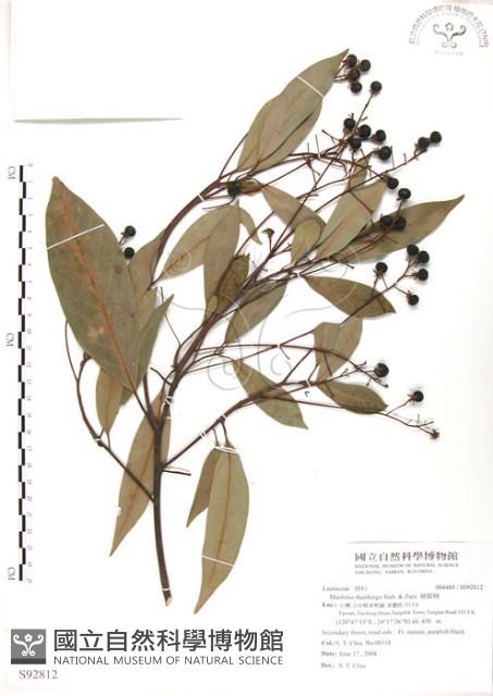 豬腳楠藏品圖，第1張