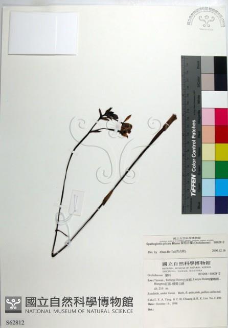 紫苞舌蘭、紫蘭藏品圖，第1張