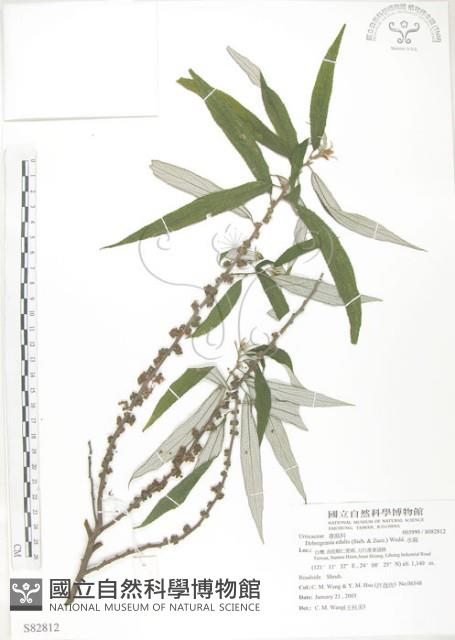 水麻藏品圖，第1張