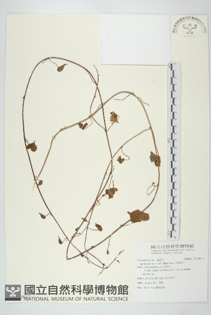 野牽牛藏品圖，第1張