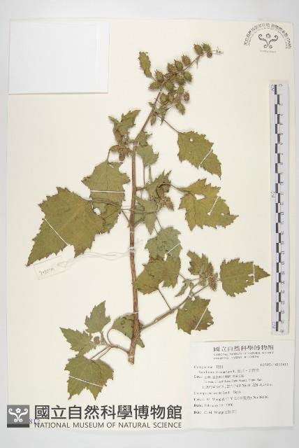 蒼耳、羊帶來藏品圖，第1張