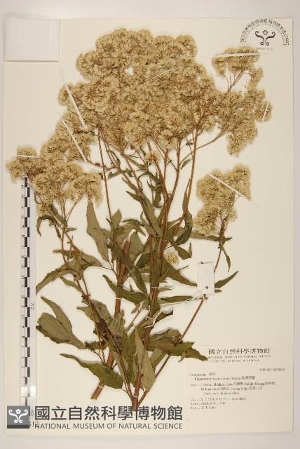 Formosan eupatorium Collection Image, Figure 1, Total 2 Figures