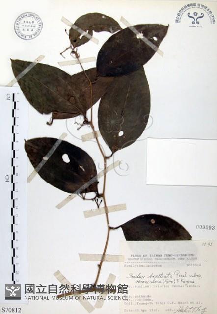 糙莖菝契藏品圖，第1張