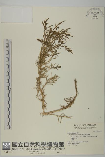 裸花鹼蓬藏品圖，第1張