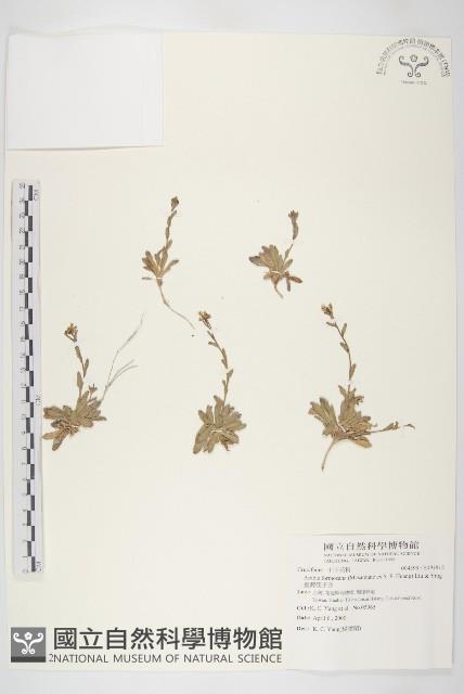 臺灣筷子芥藏品圖，第1張