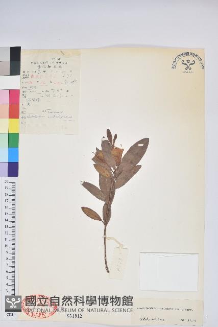 鮮黃杜鵑藏品圖，第1張