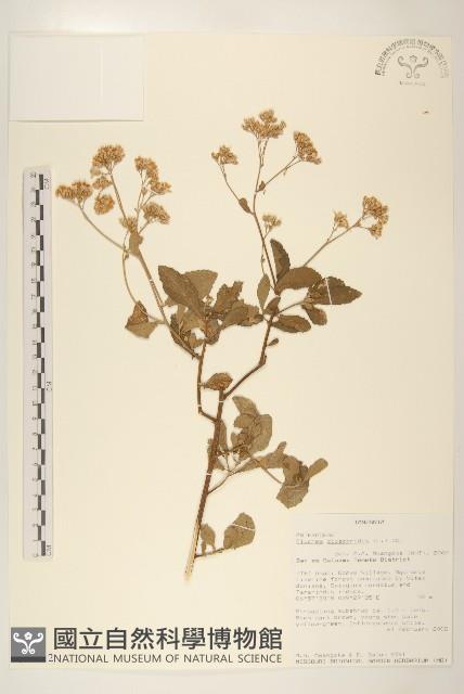 登錄號:S095812藏品圖，第1張