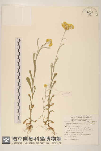 鼠麴草藏品圖，第1張