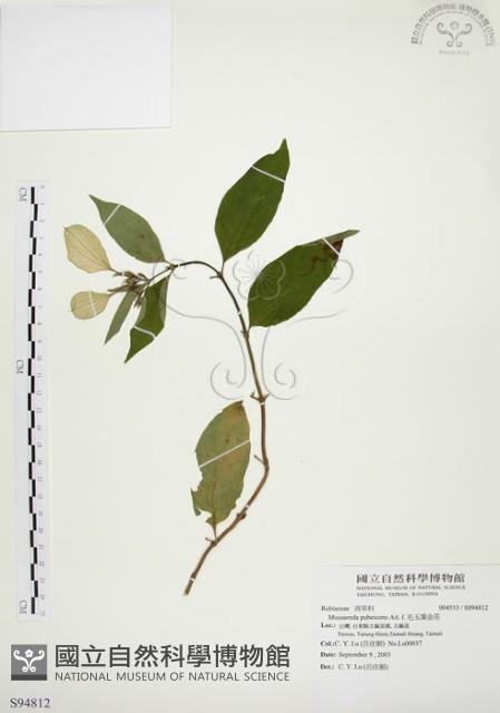 毛玉葉金花藏品圖，第1張