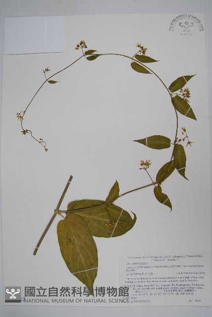 登錄號:S074812藏品圖，第1張