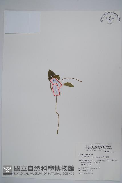 鷗蔓藏品圖，第1張