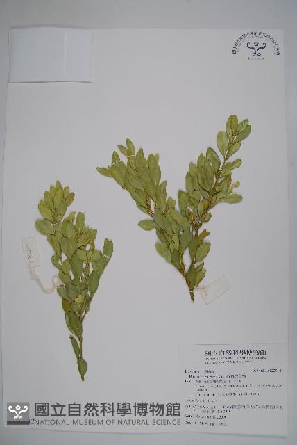 琉球黃楊藏品圖，第1張