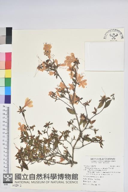 紅毛杜鵑藏品圖，第1張