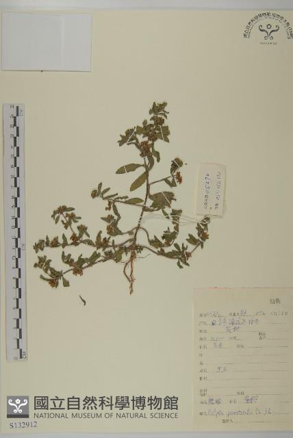 鱧腸藏品圖，第1張