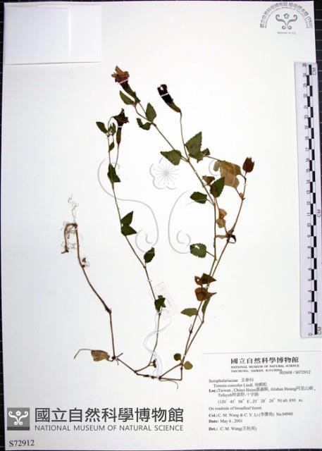 倒地蜈蚣藏品圖，第1張