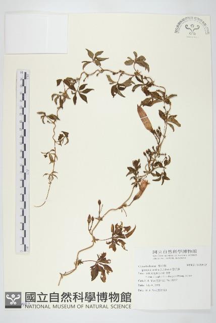 番仔藤藏品圖，第1張