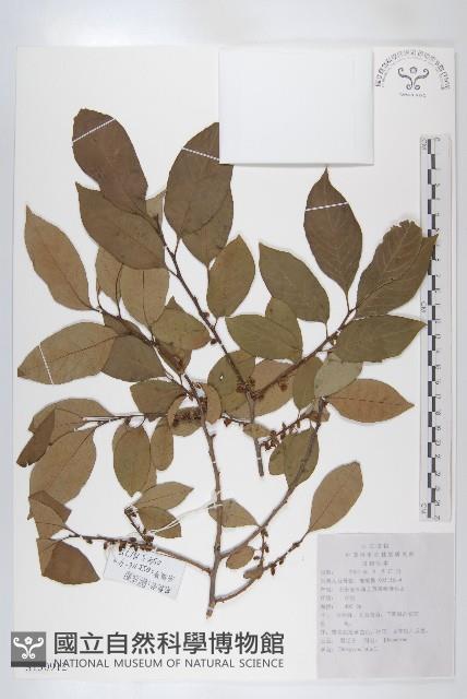 黑棗、君遷子藏品圖，第1張