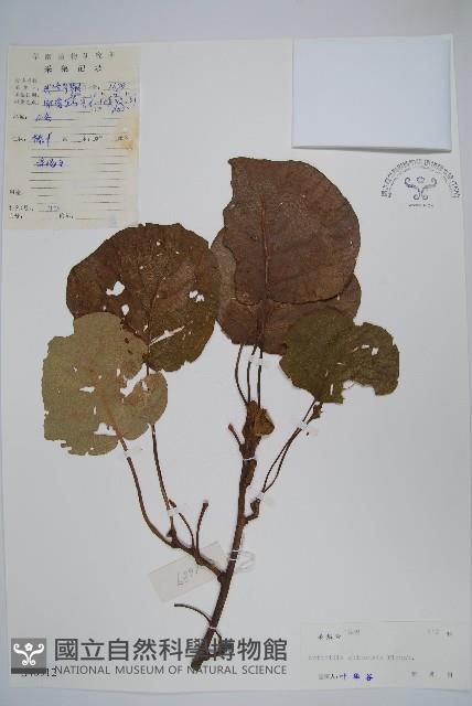 獼猴桃、奇異果藏品圖，第1張