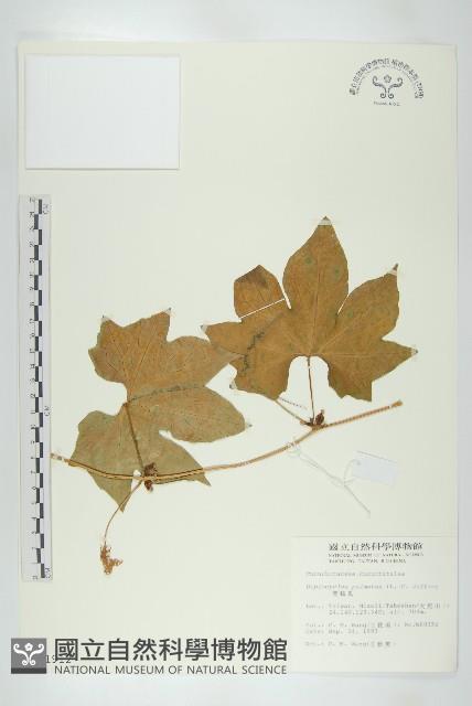 雙輪瓜藏品圖，第1張