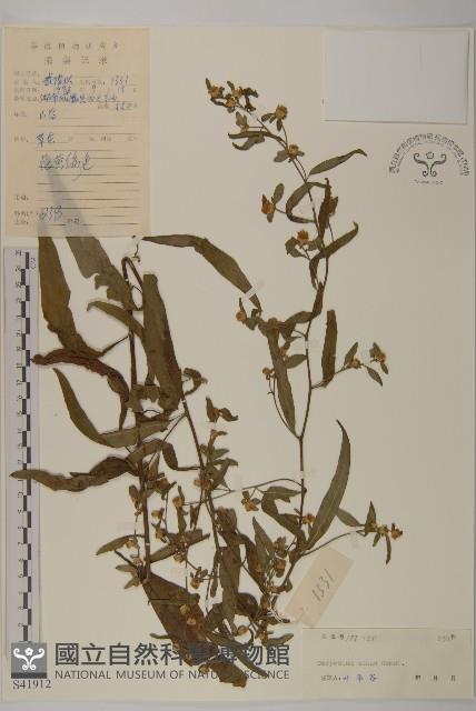 細川氏天名精藏品圖，第1張