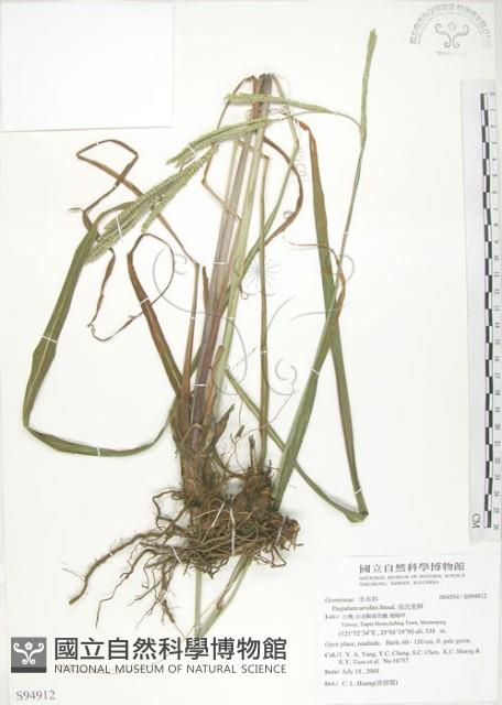 吳氏雀稗藏品圖，第1張