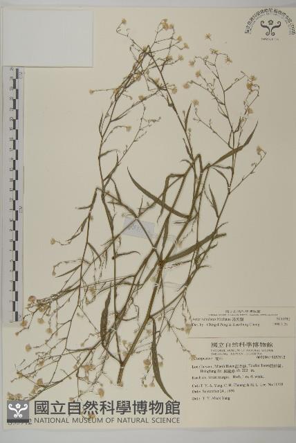 掃帚菊藏品圖，第1張