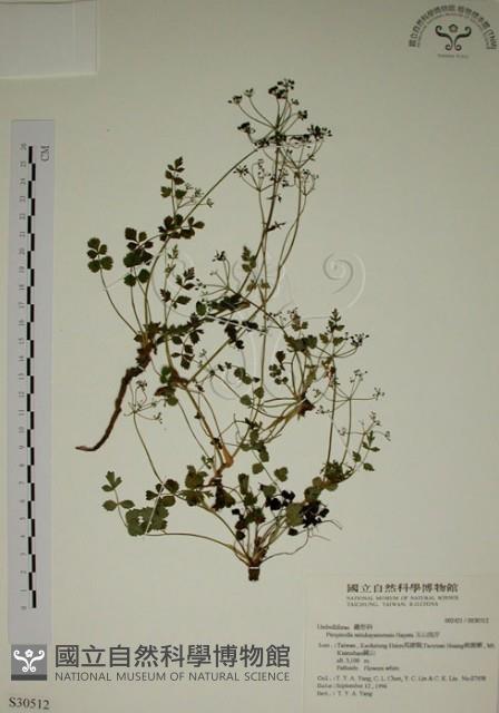 玉山茴香藏品圖，第1張