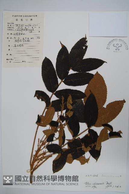 鹽膚木藏品圖，第1張