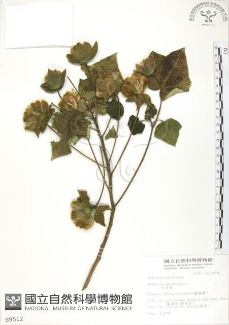 山芙蓉、臺灣山芙蓉、狗頭芙蓉藏品圖，第1張