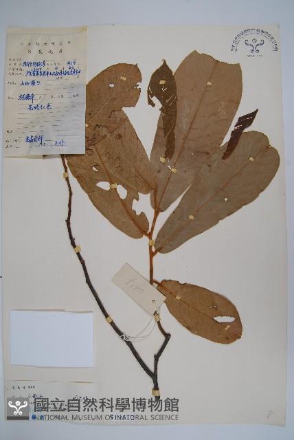 山椒子藏品圖，第1張