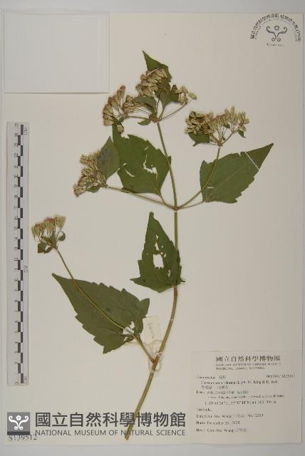 香澤蘭、飛機草藏品圖，第1張