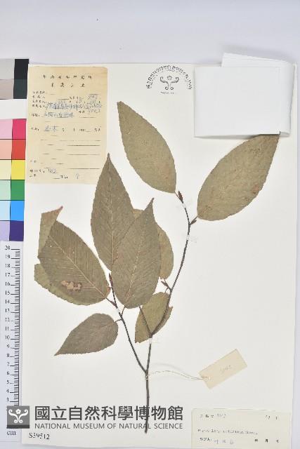 水青岡藏品圖，第1張