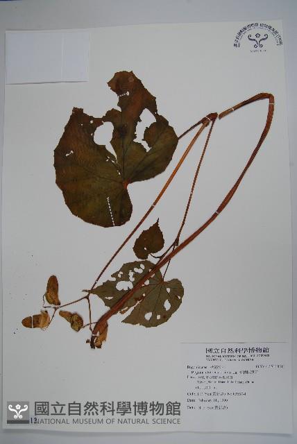 溪頭秋海棠藏品圖，第1張