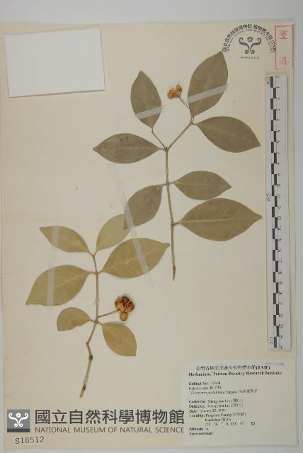 淡綠葉衛矛藏品圖，第1張