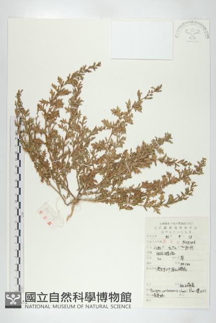 廣東葶藶藏品圖，第1張